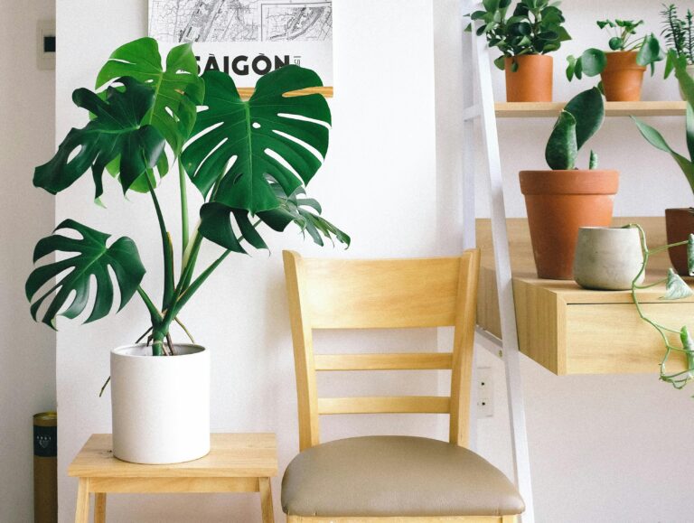 houseplants on shelves and table with chair
