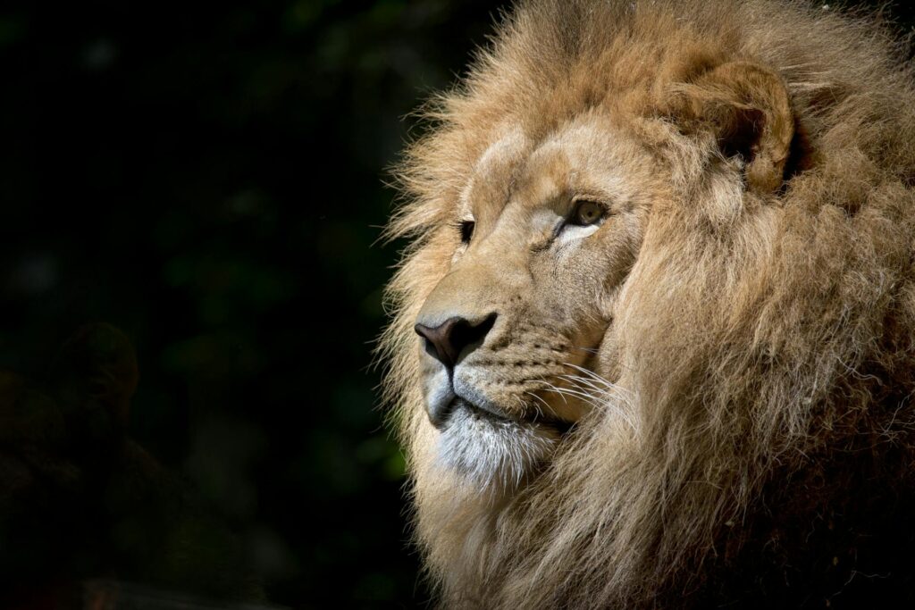 leo Photo by Pixabay: https://www.pexels.com/photo/close-up-photography-of-brown-lion-33045/