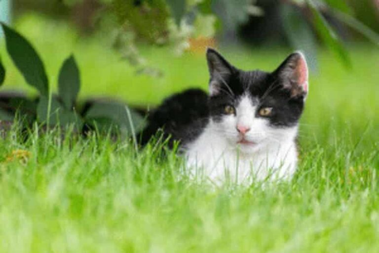 Salmiak Cats: What You Should Know About the New Cat Coat Patterns – May 31, 2024