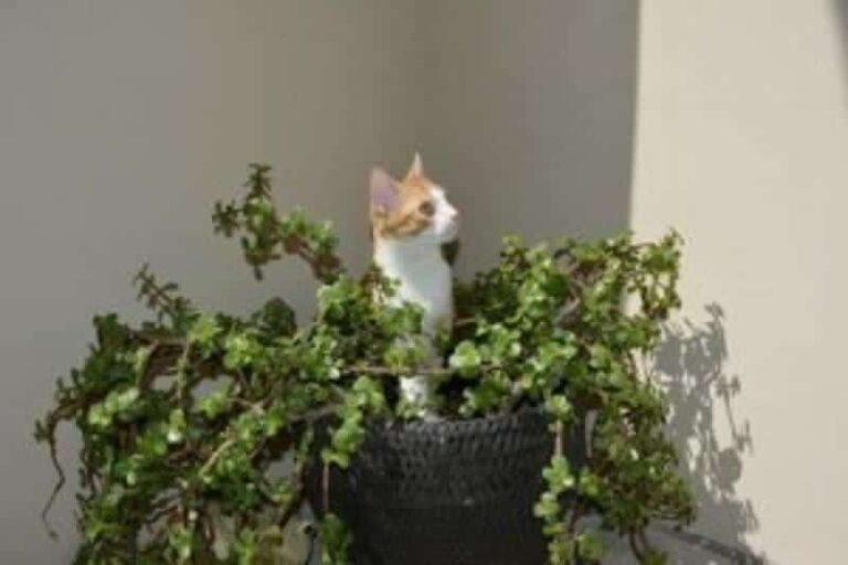 11 Most Toxic Plants for Cats