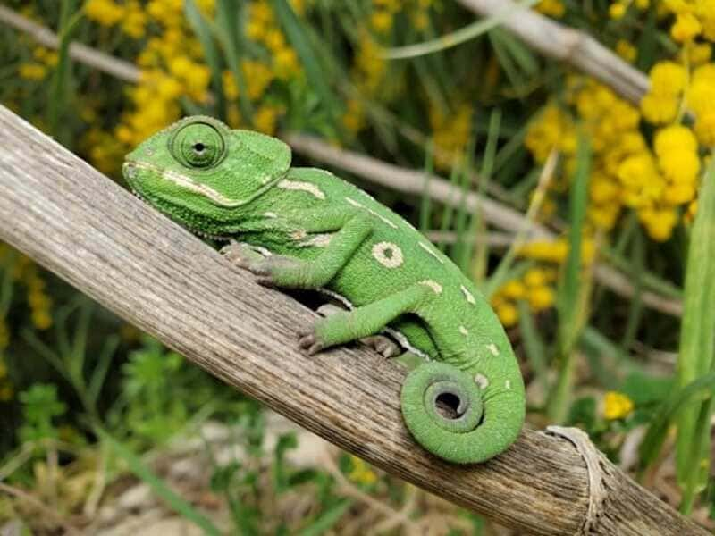 Chameleon