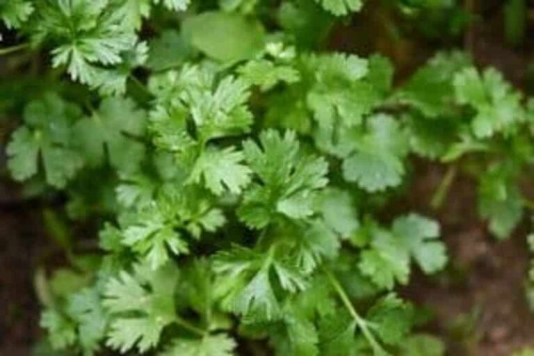 Coriander: An Amazing Spice! Ways It Benefits Your Health