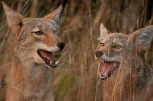 Coyotes