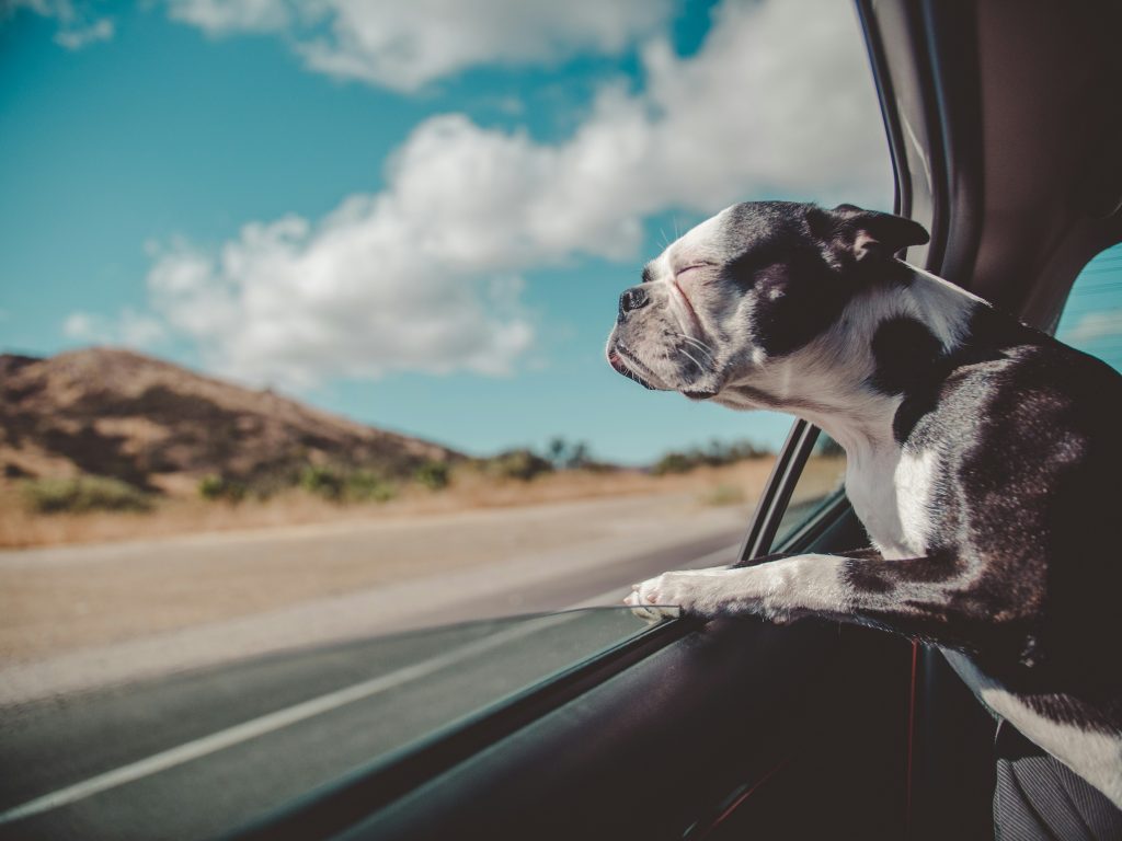 Dog in a car. Photo by Avi Richards on Unsplash. https://unsplash.com/photos/boston-terrier-inside-a-vehicle-aYHgchNOsGY