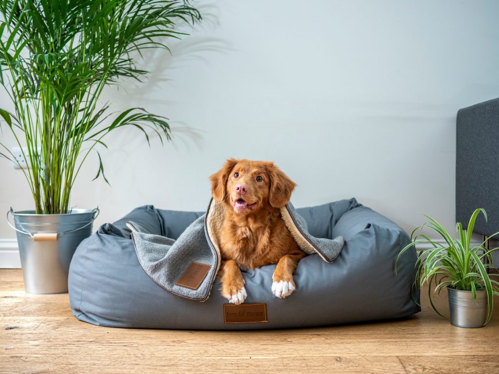 Dog on a bed. Photo by Jamie Street on Unsplash. https://unsplash.com/photos/brown-short-coated-dog-on-gray-couch-s9Tf1eBDFqw