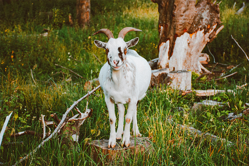 White goat standing on a log.
