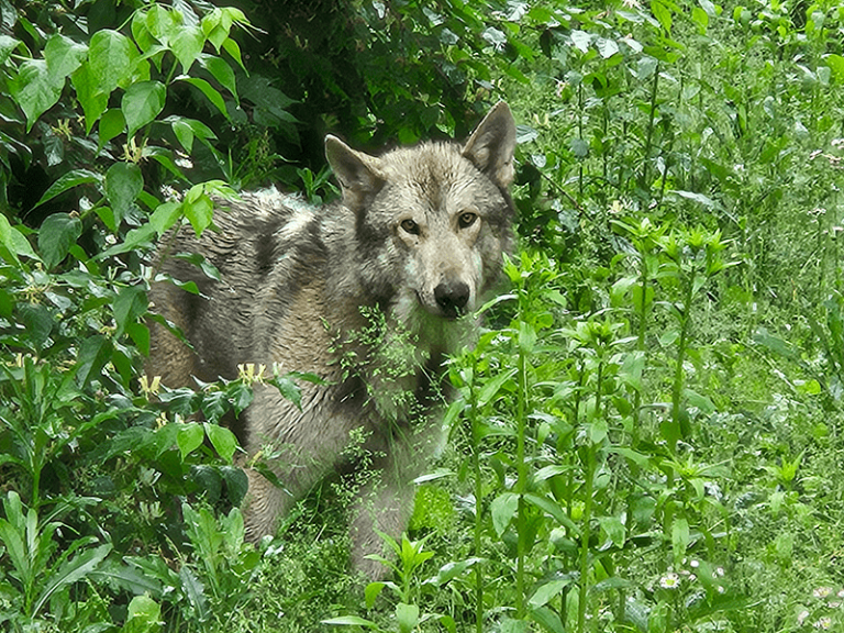 Gray wolf staring out from among bushes and tall grasses.