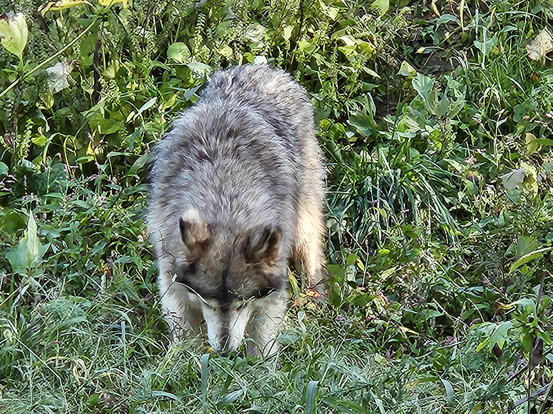 Photo of gray wolf sniffing the ground.