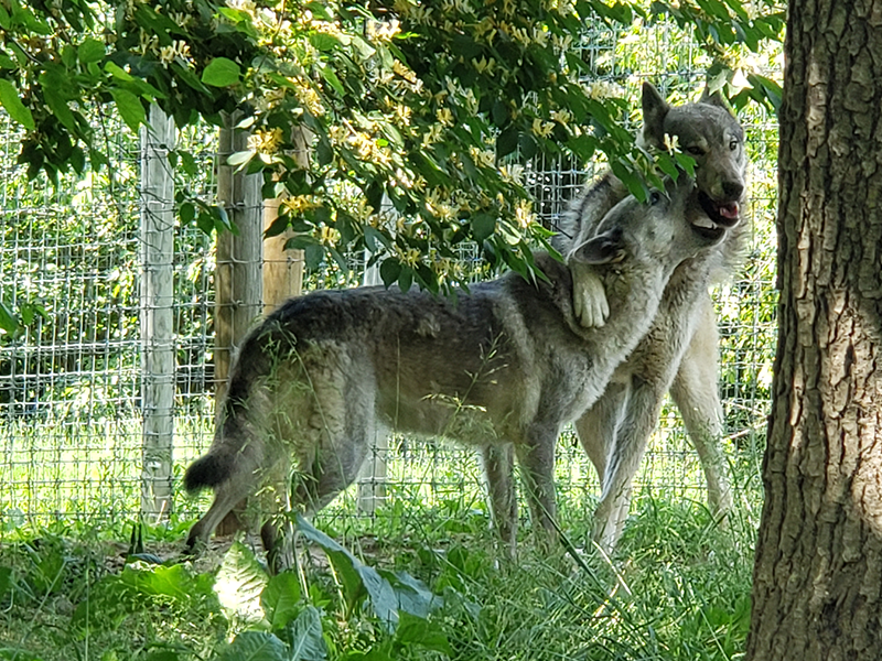 Gray wolves playing together.