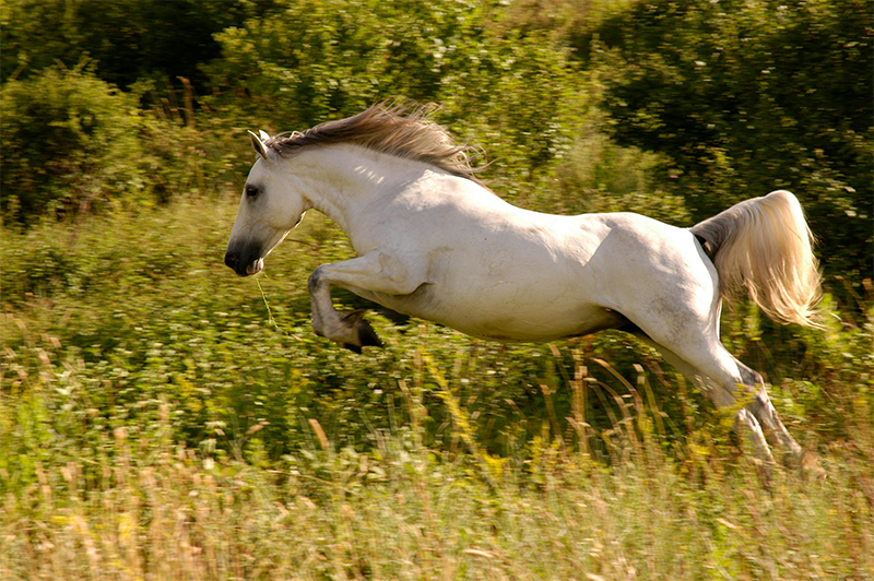 Horse leaping in a green field.
