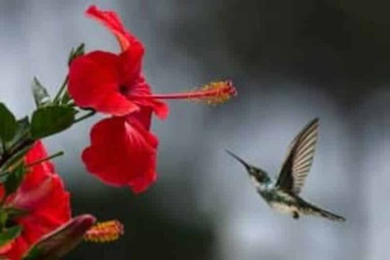 Loving the Hummingbirds? Here’s How To Make Hummingbird Food