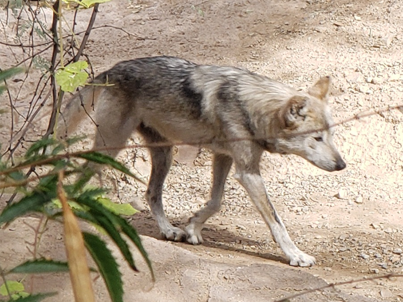 Photo of Mexican gray wolf walking around.