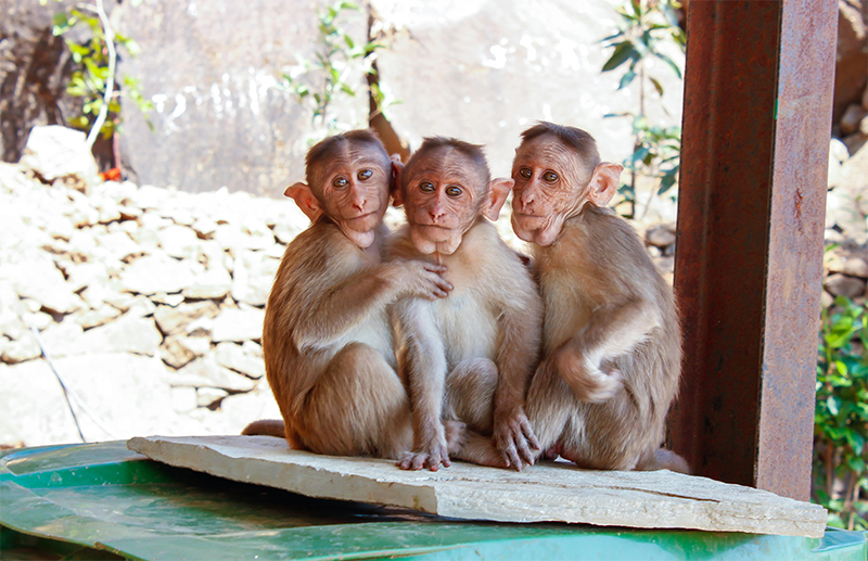 Three monkeys sitting on a palette.