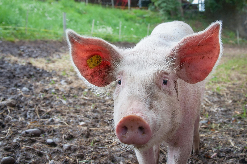 Pink pig in a barnyard.