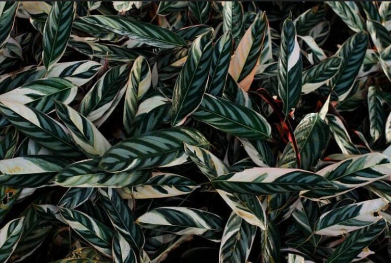 Green Thumb Black? Indoor Plants that Can Survive You!