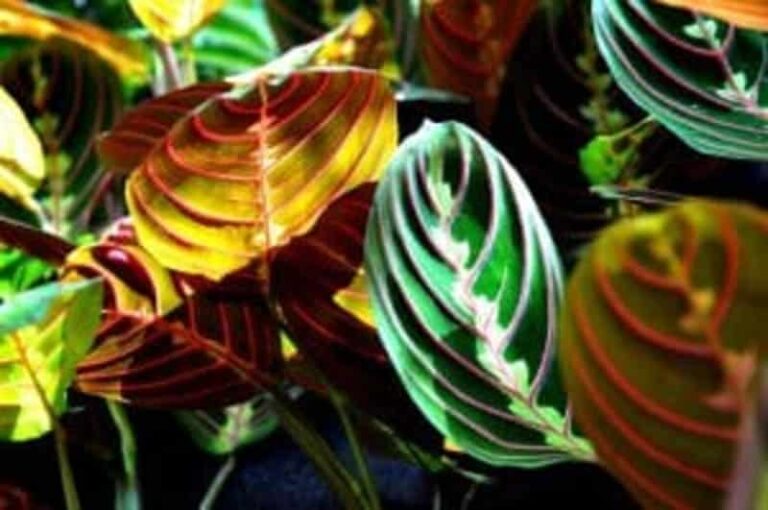 A Prayer For Your Prayer Plant? Everything You Need to Know | Maranta Leuconeura