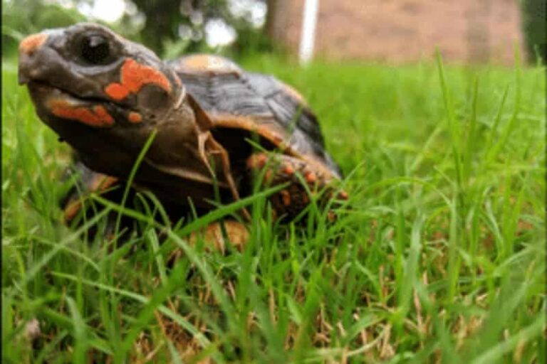 3 Hilarious Truths that Reptile Enthusiast Inadvertently Share