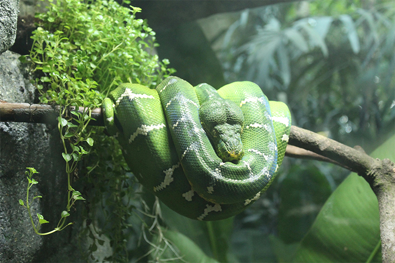 Green snake resting on a tree branch.