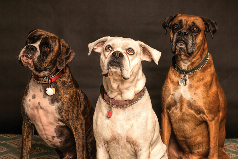 Three dogs looking up in a photoshoot.