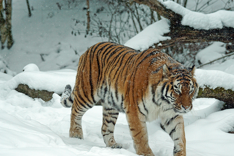 Tiger walking through the snow.