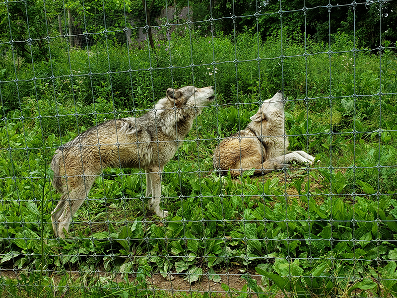 Photo of two gray wolves howling together.