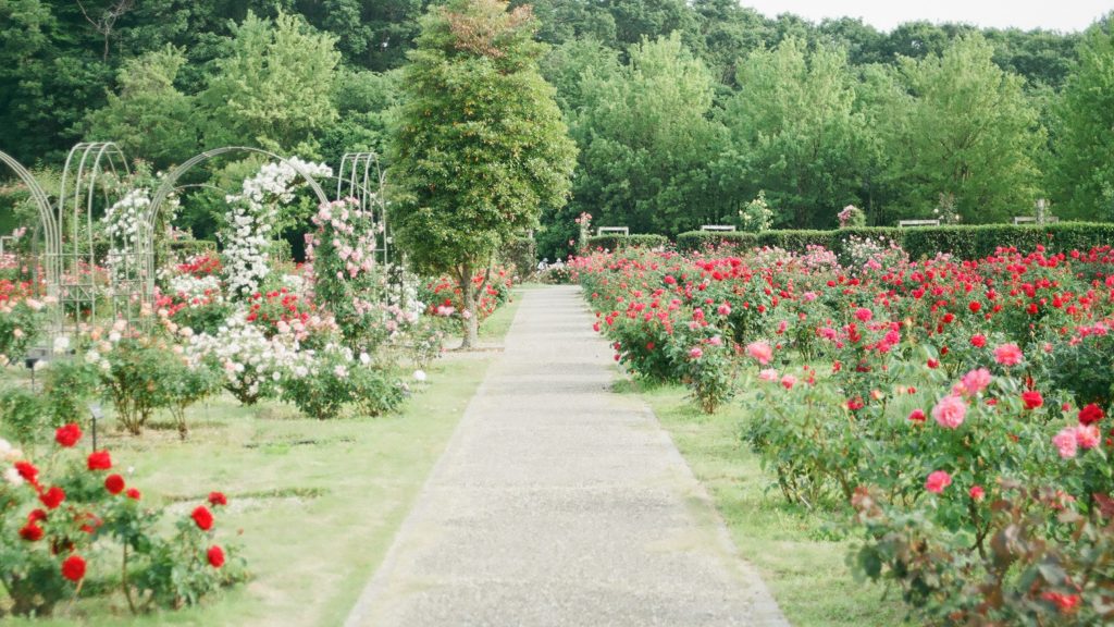 A big garden. Image courtesy of Unsplash.com. https://unsplash.com/photos/pink-and-red-rose-field-DaGIjXNl5oA