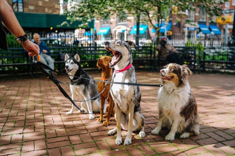 Dogs on leashes. This is the featured image for the article on traveling with pets. Photo by Matt Nelson on Unsplash.com. https://unsplash.com/photos/four-dogs-on-park-aI3EBLvcyu4