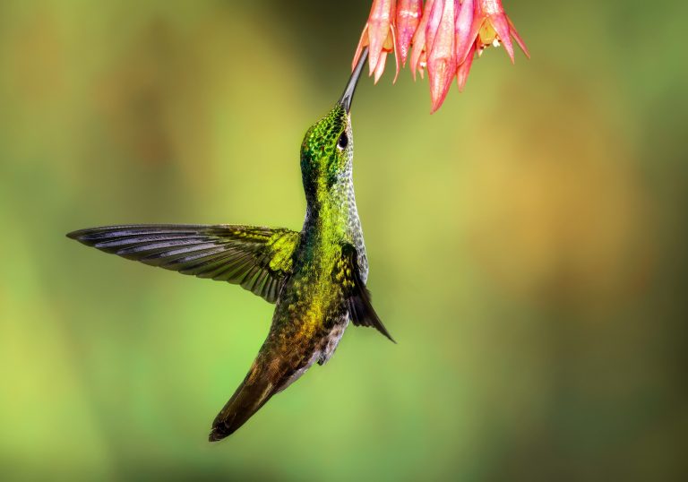 hummingbird: feeding hummingbird