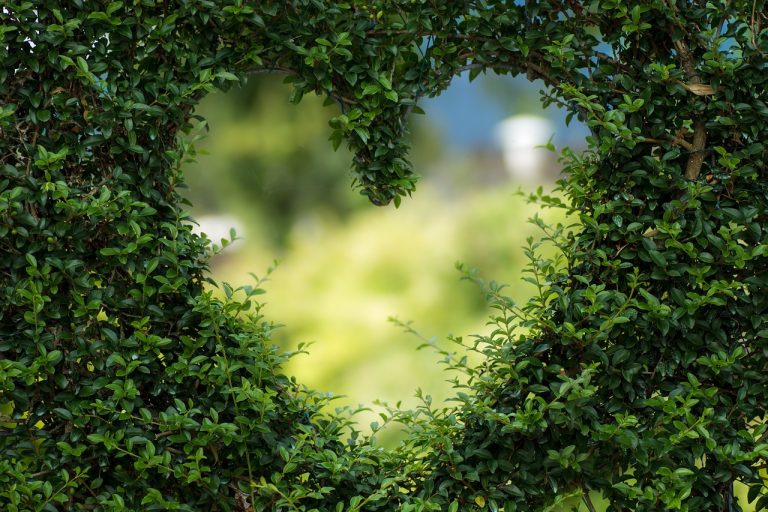 Heart-shaped bush adorned with vibrant green leaves, a lovely choice for the most cherished zodiac signs.
