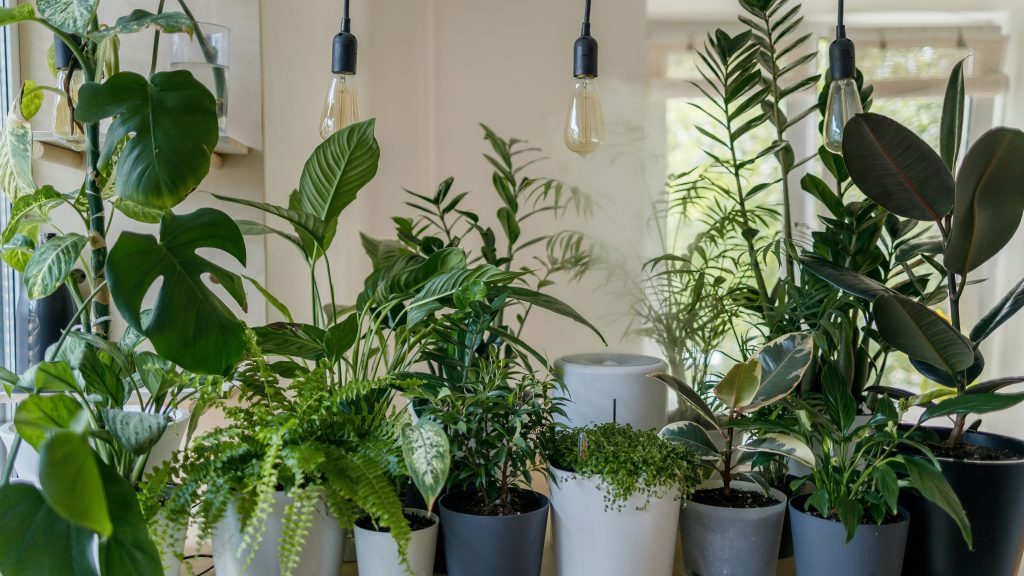 Houseplants. Image courtesy of Unsplash.com. https://unsplash.com/photos/green-plant-in-white-ceramic-pot-8ZELrodSvTc