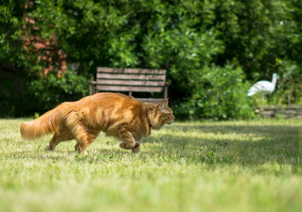 cat: orange cat hunting in the grass