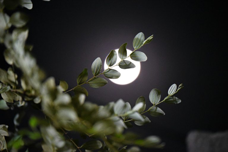sagittarius full moon in sagittarius flower moon