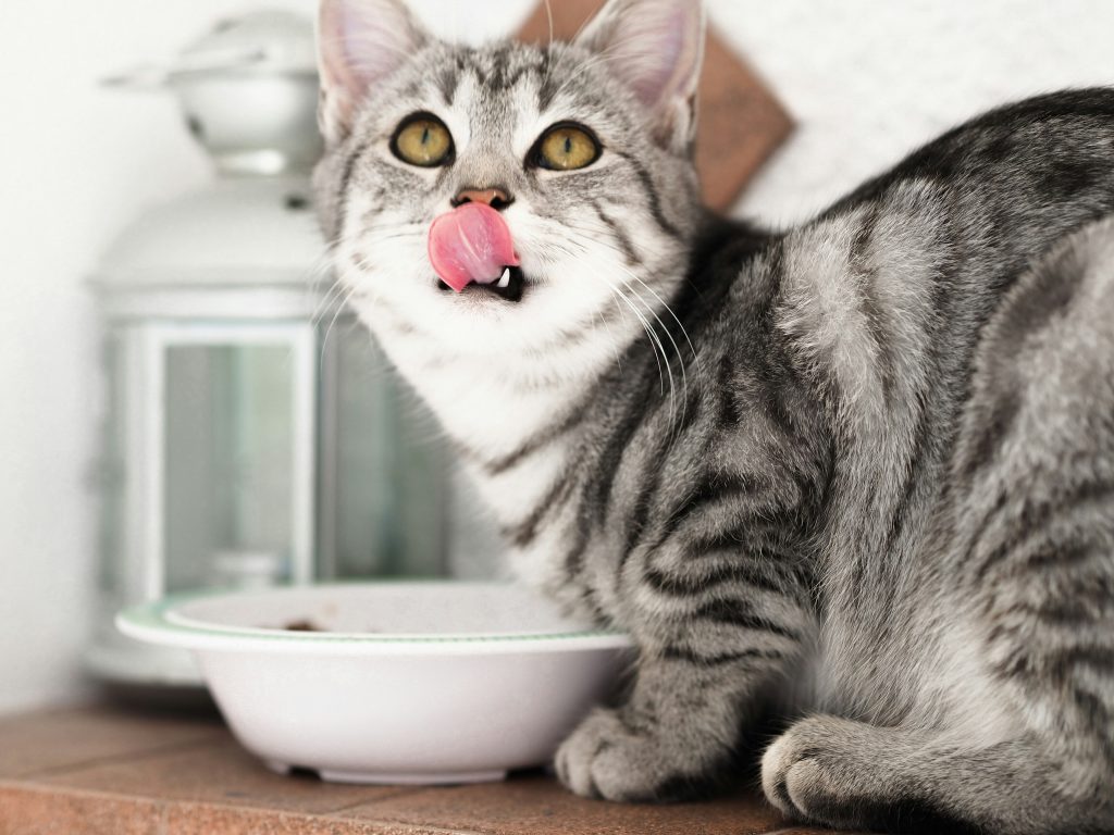 Cherries And Other Things Cats Can't Eat: 6 Things Cats Can’t Eat