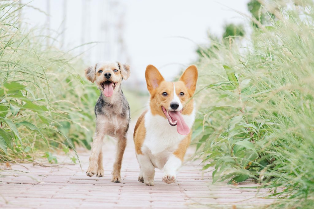 Two pets running. Photo by Alvan Nee on Unsplash. https://unsplash.com/photos/pembroke-welsh-corgi-and-brown-dog-running-between-grasses-73flblFUksY
