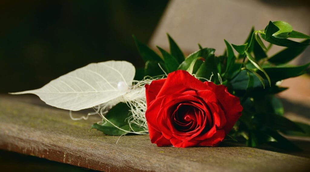 horoscope Photo by Pixabay: https://www.pexels.com/photo/red-rose-flower-207999/