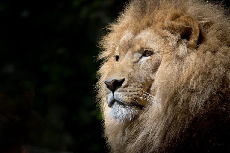 Leo Lion horoscope