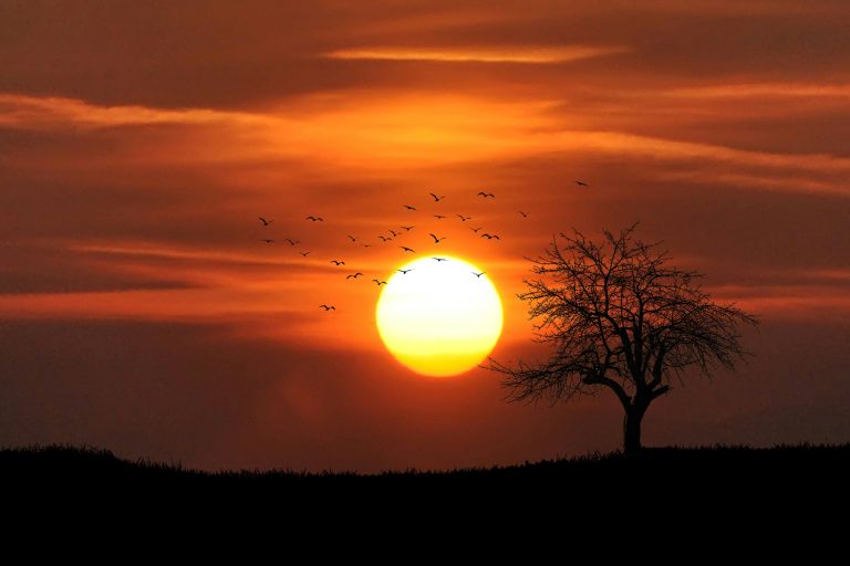 midheaven, astrology, Flock of Birds Flying over Bare Tree Overlooking Sunset