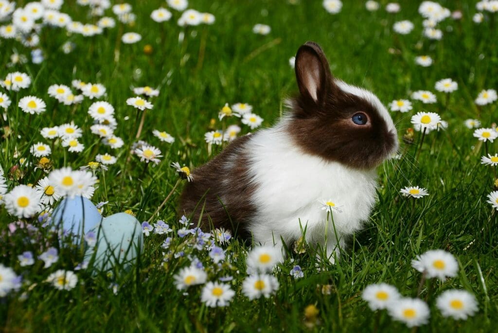 horoscope Photo by Pixabay: https://www.pexels.com/photo/white-and-brown-rabbit-on-green-grass-field-372166/