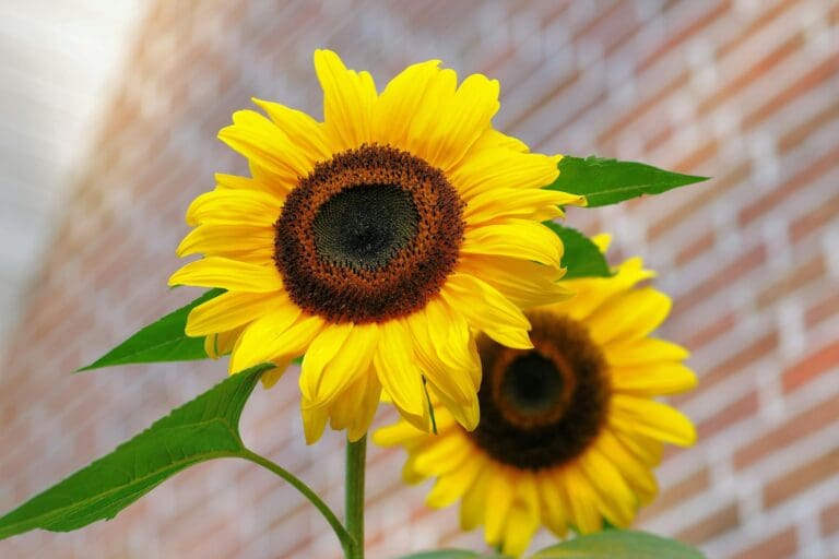 horoscope Photo by Pixabay: https://www.pexels.com/photo/yellow-sunflower-macro-photographyt-46216/