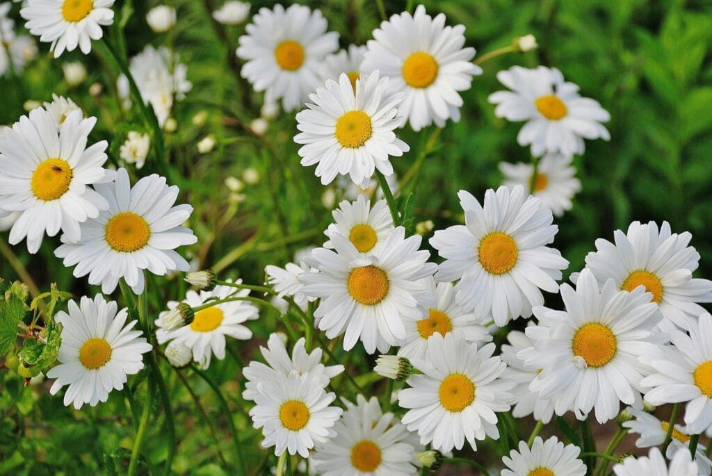horoscope Photo by Pixabay: https://www.pexels.com/photo/white-daisy-flower-67857/