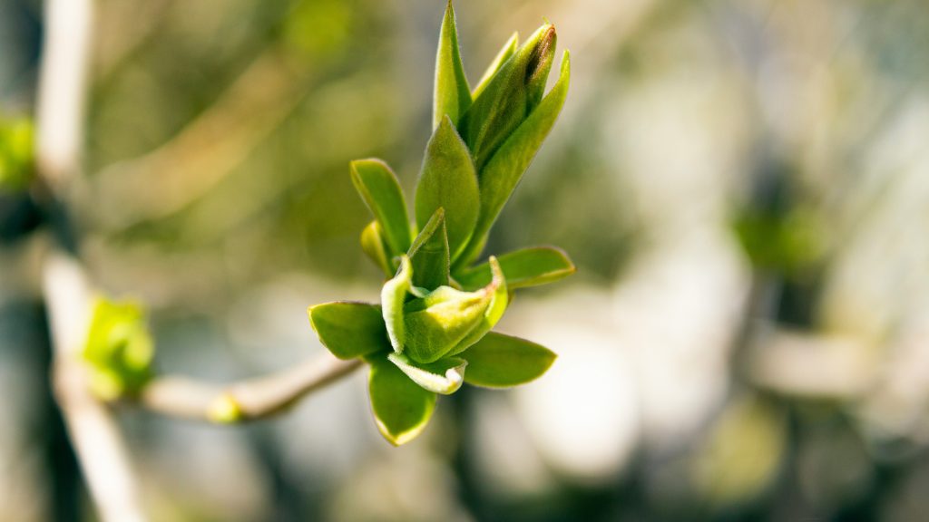 Plant. Image courtesy of Unsplash.com. https://unsplash.com/photos/a-branch-of-a-tree-with-leaves-and-buds-EABpU38i-60