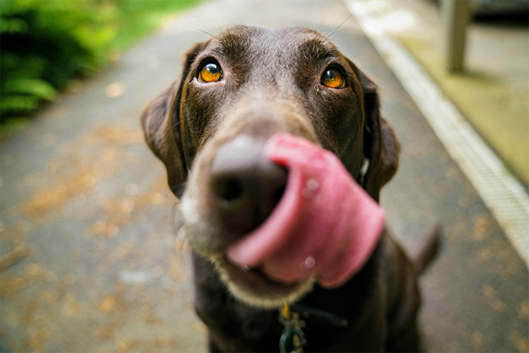 Brown dog licking its lips (perhaps after eating some peanut butter).
