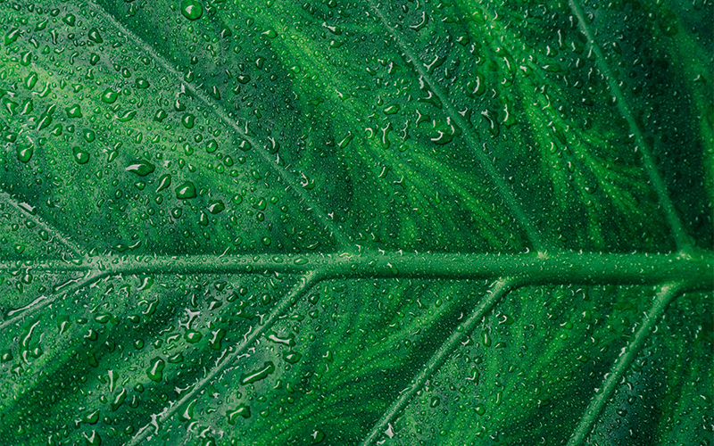Closeup of green plant leaf.
