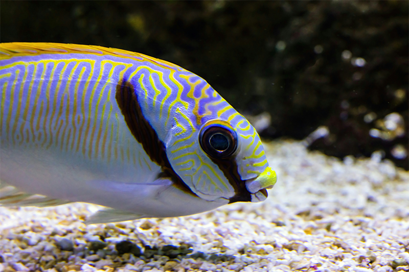 Blue and yellow rabbitfish swimming in a Queensland aquarium.