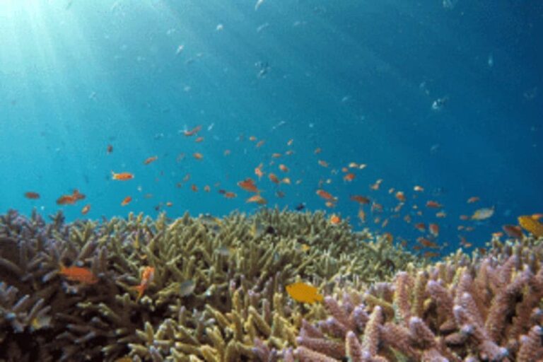 Bed Bugs: 3 Genius Ways to Help Get Rid of and Prevent Infestation