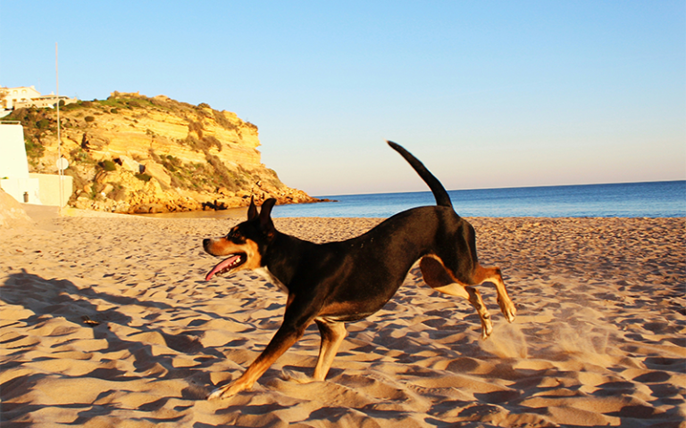 Dog jumping playfully on one of many dog-friendly beaches.