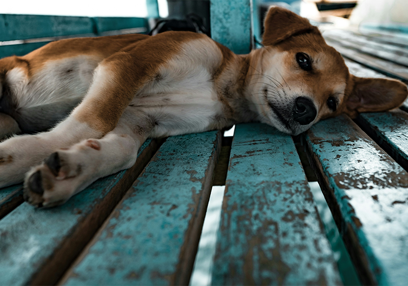 Puppy lying on a patio.