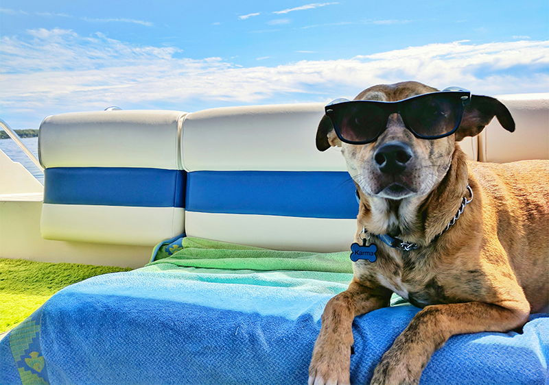 A dog wearing sunglasses riding on a boat. heat stroke. protect your dog.