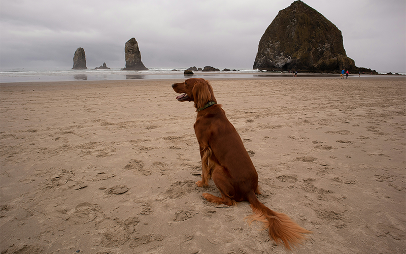 Dog looking out at Haystack Rock on Cannon Beach, Oregon.