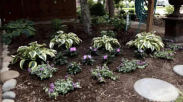 The 6 Best Shade Plants for Your Garden